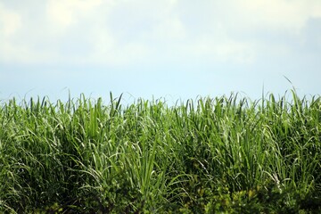 Sugarcane field in south Louisiana