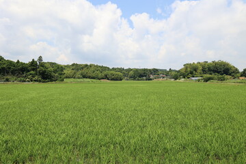 Obraz premium 田んぼの景色