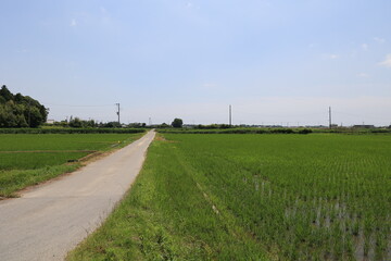 田んぼの景色