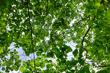 Gorgeous view of leaves from below.