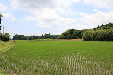 田んぼの景色