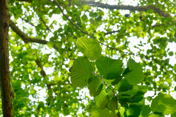 Gorgeous view of leaves from below.