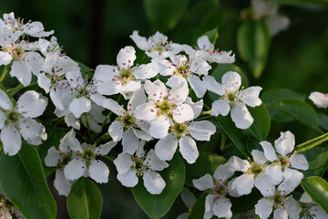 Lush flowering of a pear tree on a spring day in the sun