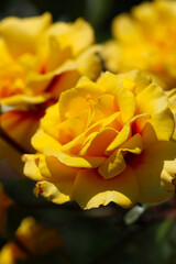 Bright yellow orange rose flower head of 