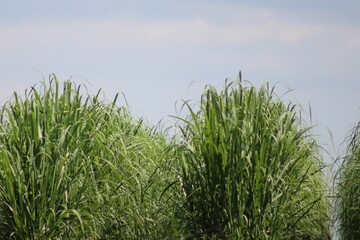 Sugarcane rows in a field in Louisiana