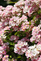 バレリーナと命名された、華やかなバラの群生。Pink and white mix colored bunch of rose flowers 