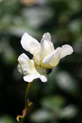 Noble white rose flower 
