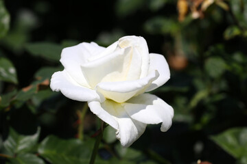 Noble white rose flower 