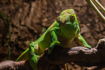 green chameleon