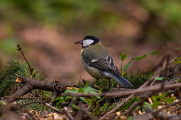 chickadee with fly in it's beak