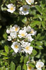 Noble white rose flower head of 
