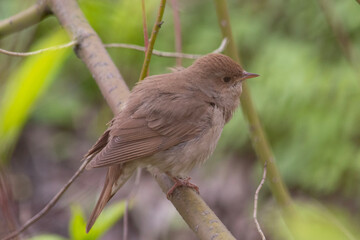 grey songbird 