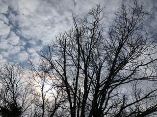 Fototapeta na wymiar Trees against the clouds.