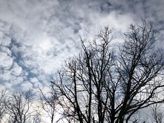Fototapeta na wymiar Tree in the clouds.