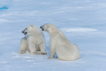 Fototapeta premium Two young wild polar bear cubs playing on pack ice in Arctic sea, north of Svalbard