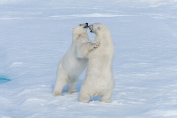 Obraz na płótnie Canvas Two young wild polar bear cubs playing on pack ice in Arctic sea, north of Svalbard