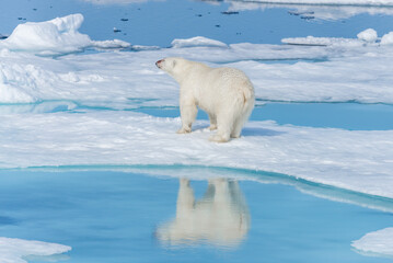 Naklejka na ściany i meble Wild polar bear (Ursus maritimus) going on the pack ice north of Spitsbergen Island, Svalbard