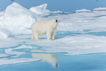 Wild polar bear (Ursus maritimus) going on the pack ice north of Spitsbergen Island, Svalbard