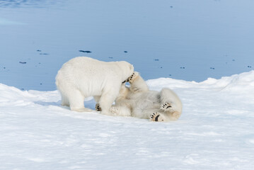 Two young wild polar bear cubs playing on pack ice in Arctic sea, north of Svalbard