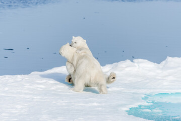 Two young wild polar bear cubs playing on pack ice in Arctic sea, north of Svalbard