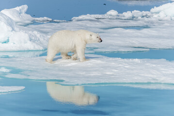 Fototapeta na wymiar Wild polar bear (Ursus maritimus) going on the pack ice north of Spitsbergen Island, Svalbard