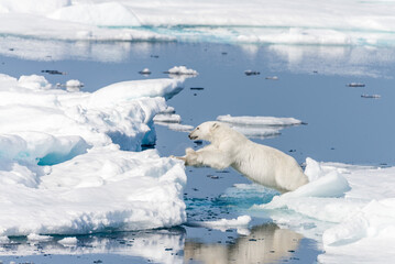Fototapeta na wymiar Wild polar bear jumping across ice floes north of Svalbard Arctic Norway