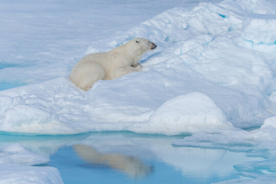 Wild polar bear lying on the pack ice north of Spitsbergen Island, Svalbard