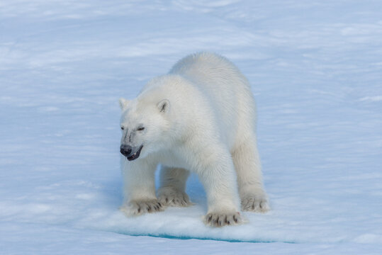 Wild Polar Bear Cub On Pack Ice In Arctic Sea Close Up