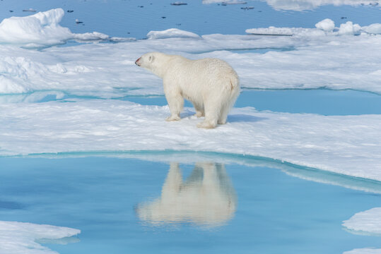 Wild polar bear (Ursus maritimus) going on the pack ice north of Spitsbergen Island, Svalbard