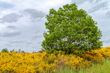 Spring - Landscape with yellow-blooming shrubs.