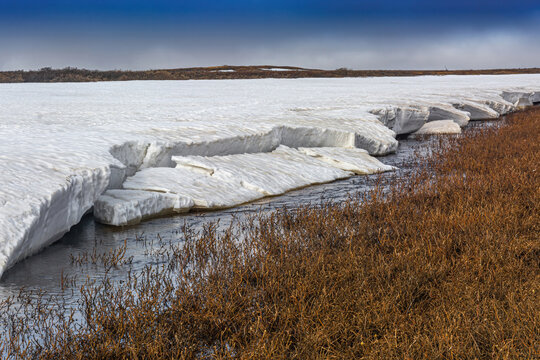 In spring, the tundra is freed from snow cover and ice. Climatic changes in the Arctic zone. Melting of snow and ice, streams and rivers. Vegetation of the Northern Tundra