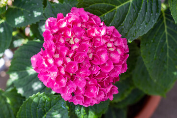 Flor de hortensia (Hydrangea)
