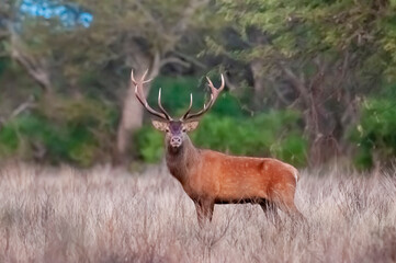 Naklejka na ściany i meble Male Red deer in La Pampa, Argentina, Parque Luro, Nature Reserve