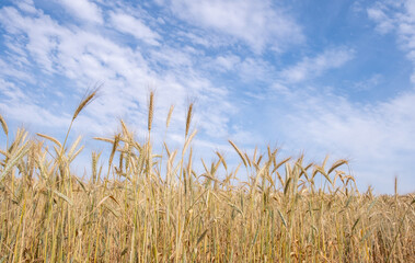 Golden wheat field ready for harvesting. Rural grainfield farmland against cloud sky