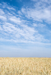 Golden wheat field ready for harvesting. Rural grainfield farmland against cloud sky