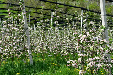 An orchard with apple blossoms in Southtyrol 