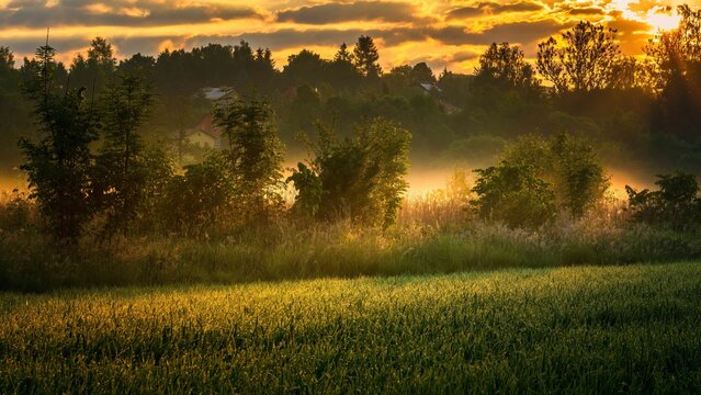 Fototapeta Wschód słońca nad zamglonym polem z drzewami w tle