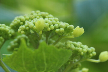 一枚の葉の向こうのいくつかの蕾だけが開花が始まったまだ色づく前のガクアジサイのマクロ