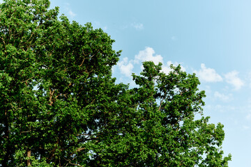 Spring green leaves on a tree against a blue sky,
