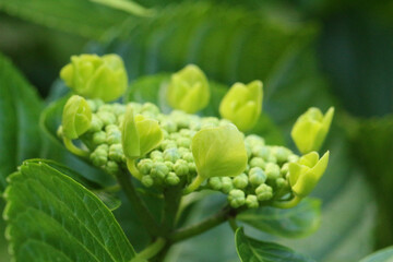 周り部分の蕾が丸く円を描くように開花を始めているガクアジサイのマクロ。全体にやや日差し当たっている