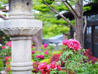 北海道の風景 小樽貴賓館 旧青山別邸 牡丹と芍薬