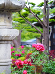 Fototapeta na wymiar 北海道の風景 小樽貴賓館 旧青山別邸 牡丹と芍薬
