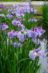 雨の日の花菖蒲