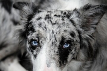 Cane con occhi azzurri