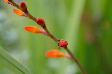 Piccoli boccioli rossi e formica