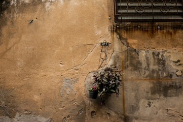 the vine plant in one basket was hung with the brown background at Tarad Noi ( the old town) in Bangkok Thailandv