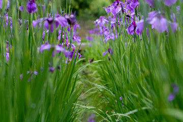雨の日の花菖蒲