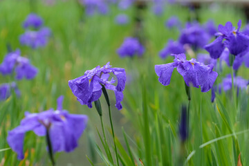 雨の日の花菖蒲