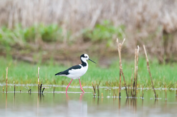 Black necked Stilt, La Pampa Province,  Patagonia, Argentina