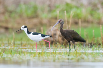 Black necked Stilt, La Pampa Province,  Patagonia, Argentina